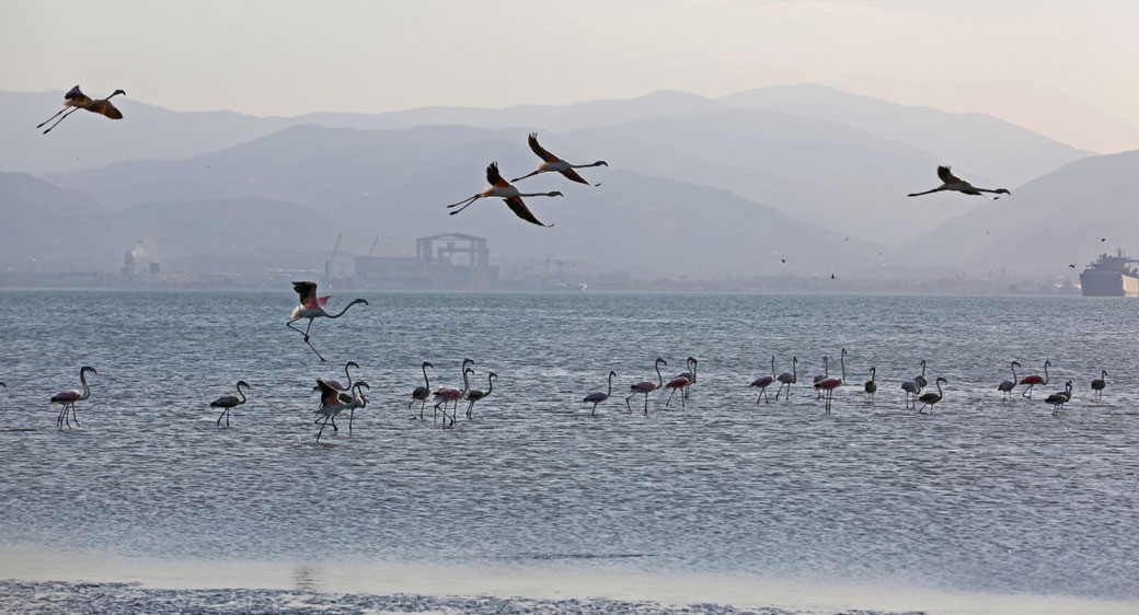 İzmit Körfezi'nde 351 flamingo kanat çırpıyor