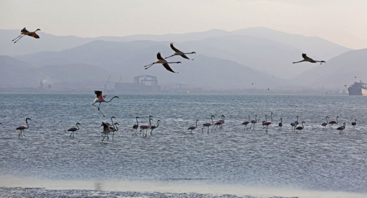 İzmit Körfezi'nde 351 flamingo kanat çırpıyor