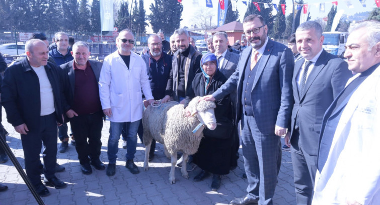 Büyükşehir'den üreticiye koç ve teke desteği 