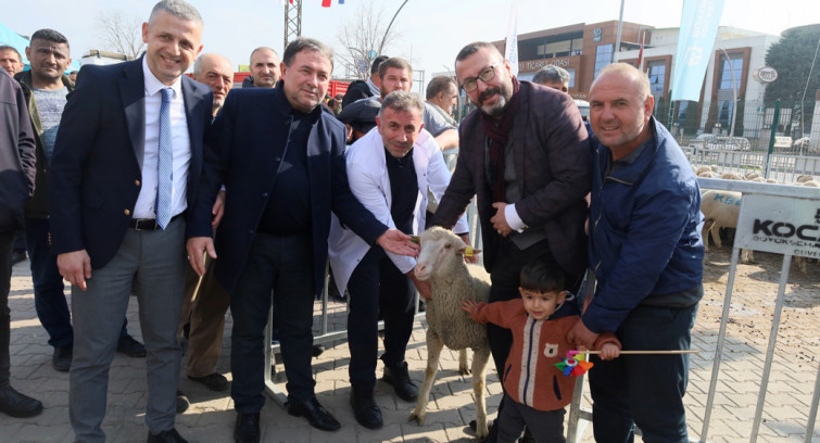 Büyükşehir'den 2. etap damızlık koç dağıtımı